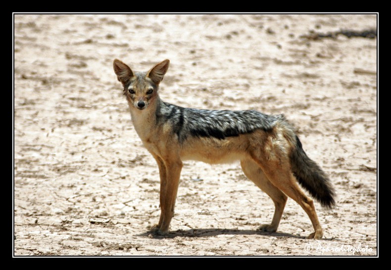 52 Safari Kenya